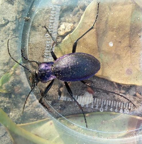 Réf. 227 407 : Carabus problematicus